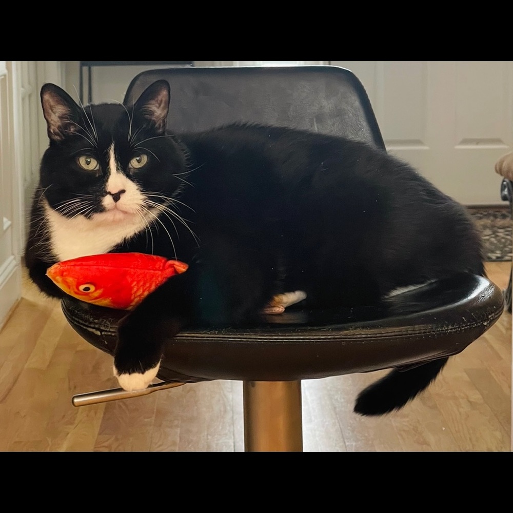 Moving Fish Cat Toy